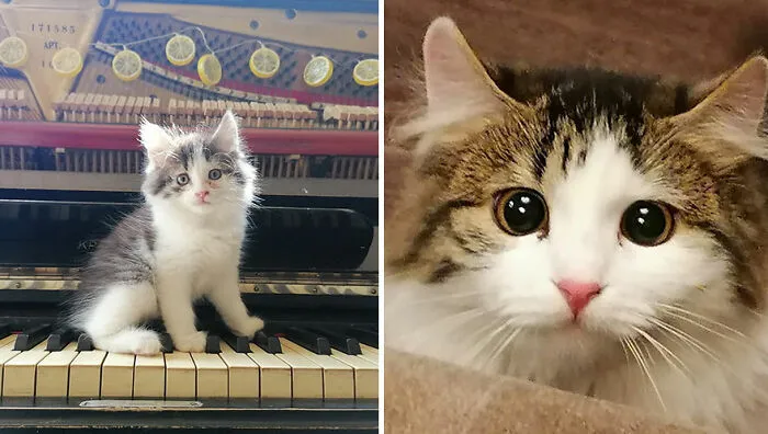 This Online Community Shares Adorable Side-By-Side Comparisons Of Cats Now And When They Were Little (50 New Pics)