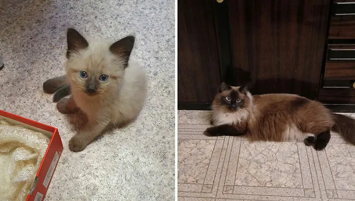 This Online Community Shares Adorable Side-By-Side Comparisons Of Cats Now And When They Were Little (50 New Pics)