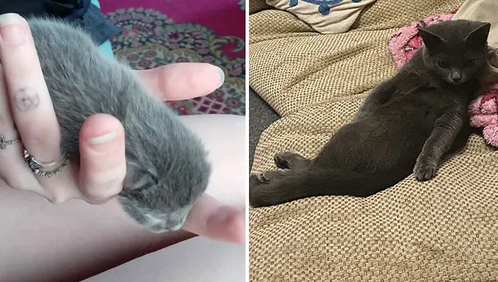 This Online Community Shares Adorable Side-By-Side Comparisons Of Cats Now And When They Were Little (50 New Pics)