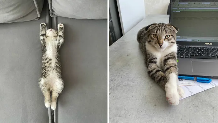 This Online Community Shares Adorable Side-By-Side Comparisons Of Cats Now And When They Were Little (50 New Pics)