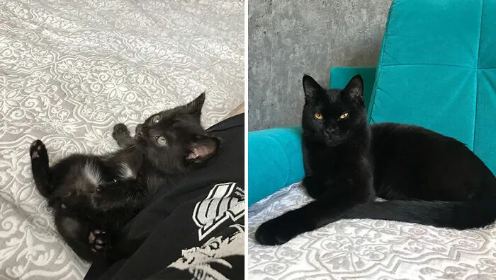 This Online Community Shares Adorable Side-By-Side Comparisons Of Cats Now And When They Were Little (50 New Pics)