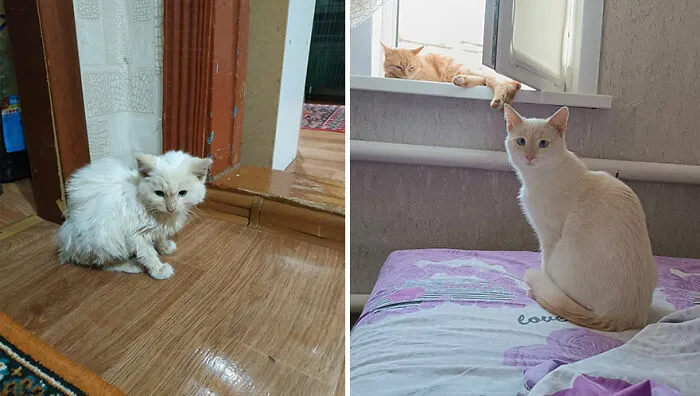 This Online Community Shares Adorable Side-By-Side Comparisons Of Cats Now And When They Were Little (50 New Pics)
