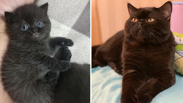 This Online Community Shares Adorable Side-By-Side Comparisons Of Cats Now And When They Were Little (50 New Pics)
