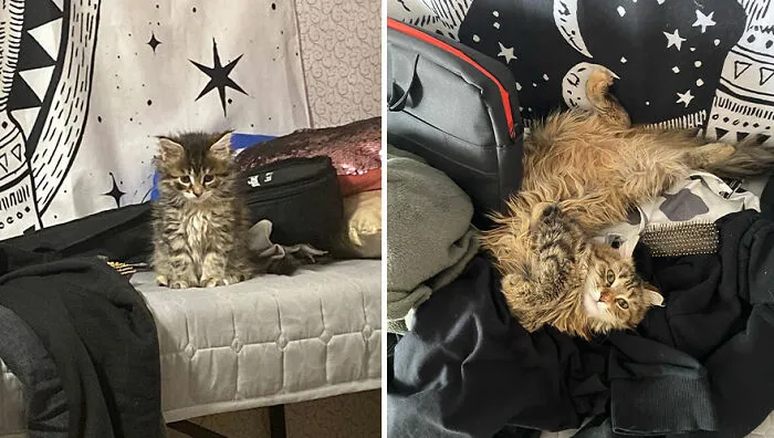 This Online Community Shares Adorable Side-By-Side Comparisons Of Cats Now And When They Were Little (50 New Pics)
