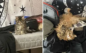 This Online Community Shares Adorable Side-By-Side Comparisons Of Cats Now And When They Were Little (50 New Pics)