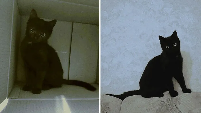 This Online Community Shares Adorable Side-By-Side Comparisons Of Cats Now And When They Were Little (50 New Pics)