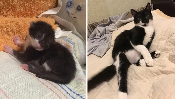 This Online Community Shares Adorable Side-By-Side Comparisons Of Cats Now And When They Were Little (50 New Pics)