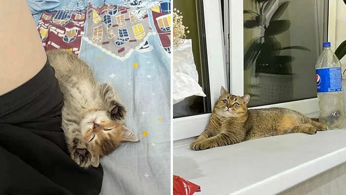This Online Community Shares Adorable Side-By-Side Comparisons Of Cats Now And When They Were Little (50 New Pics)