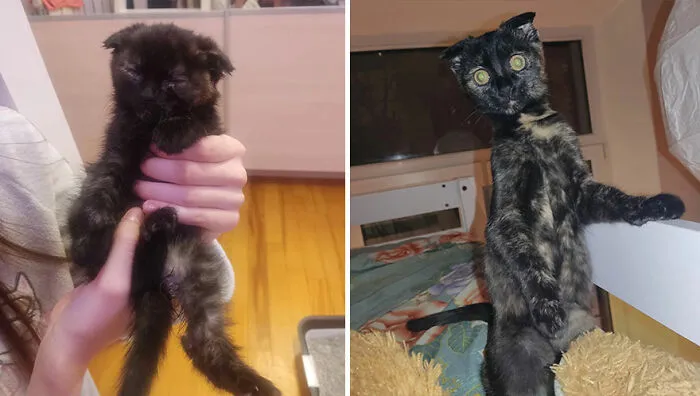 This Online Community Shares Adorable Side-By-Side Comparisons Of Cats Now And When They Were Little (50 New Pics)