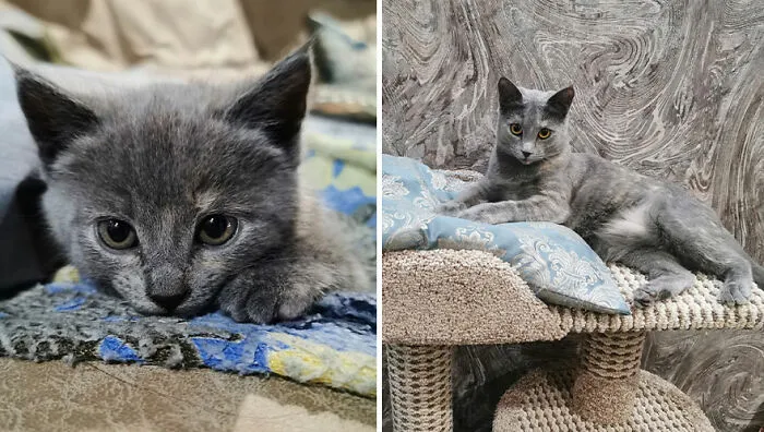 This Online Community Shares Adorable Side-By-Side Comparisons Of Cats Now And When They Were Little (50 New Pics)