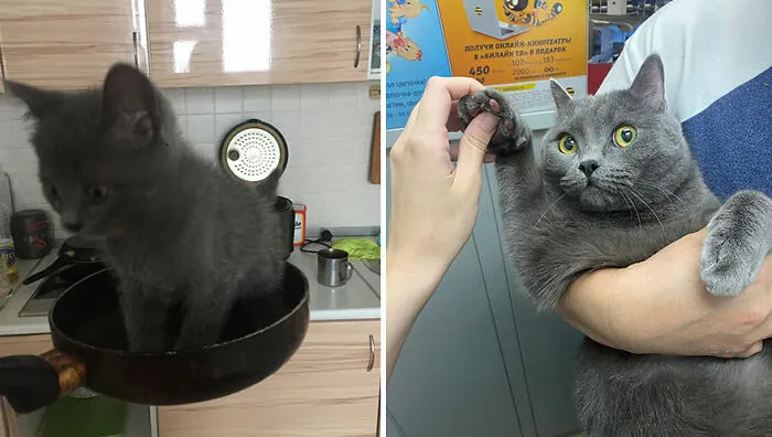 This Online Community Shares Adorable Side-By-Side Comparisons Of Cats Now And When They Were Little (50 New Pics)