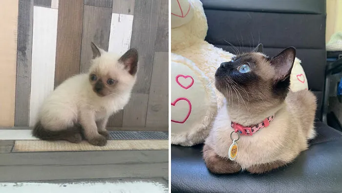 This Online Community Shares Adorable Side-By-Side Comparisons Of Cats Now And When They Were Little (50 New Pics)