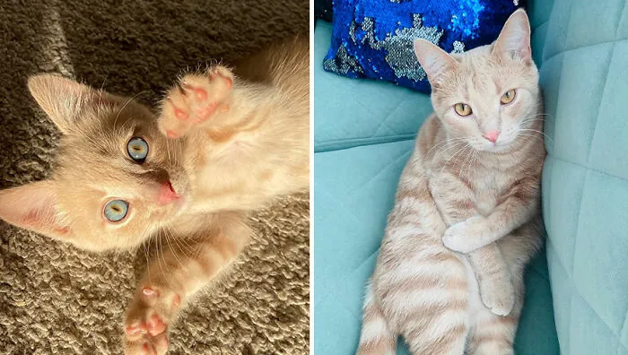 This Online Community Shares Adorable Side-By-Side Comparisons Of Cats Now And When They Were Little (50 New Pics)