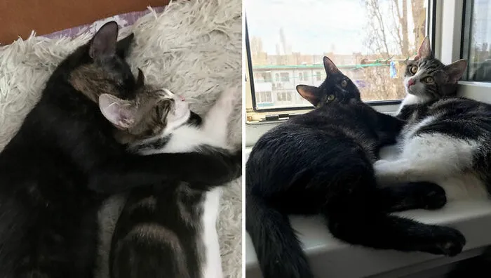 This Online Community Shares Adorable Side-By-Side Comparisons Of Cats Now And When They Were Little (50 New Pics)
