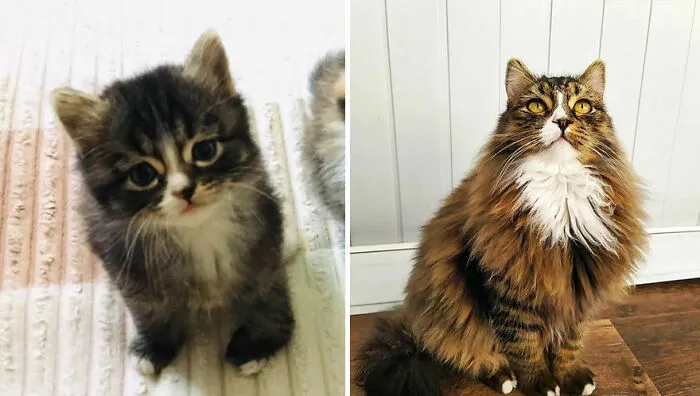 This Online Community Shares Adorable Side-By-Side Comparisons Of Cats Now And When They Were Little (50 New Pics)