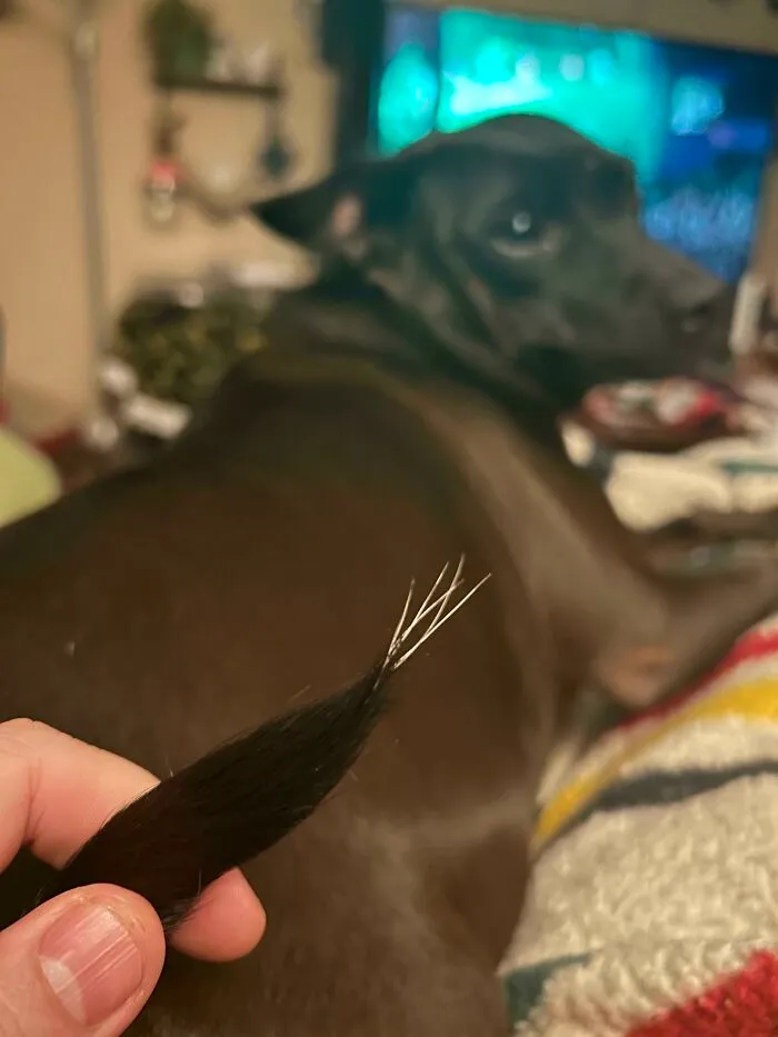 My Brown Dog Has 6 White Hairs On The Tip Of Her Tail