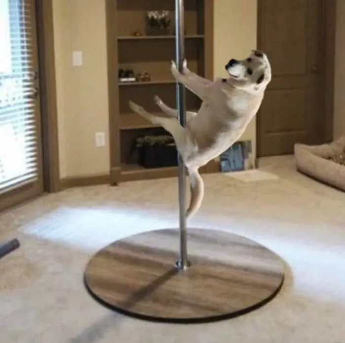 Guy Catches His Doggo Sitting Like A Person, Posts Pic Online, Gets These 29 Edits In Return
