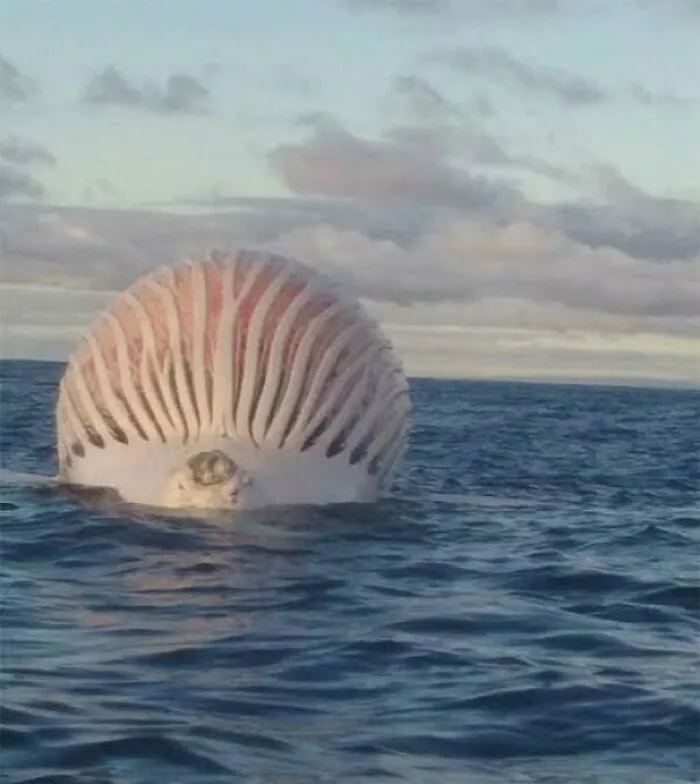 A Dead Whale On The Brink Of Exploding