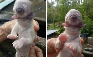 50 “Oddly Terrifying” Images That Are Not For The Fainthearted (New Pics)