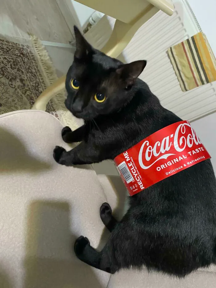 Kiwi’s Halloween Costume 