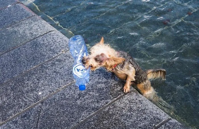 30 Divertidas fotos "accidentales" tomadas en el momento justo por esta fotógrafa callejera