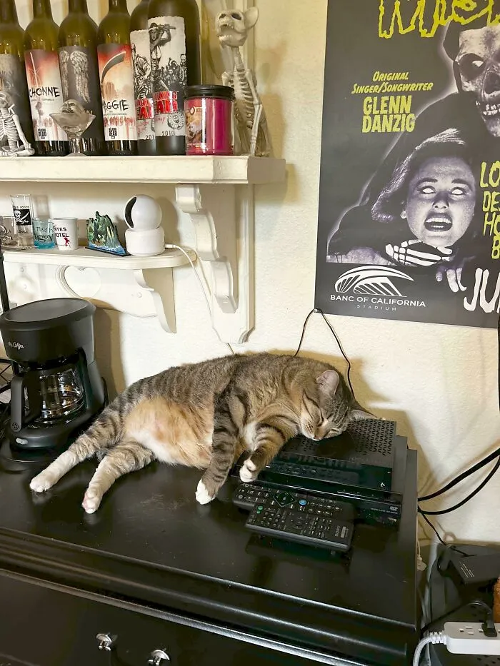 1 Bed, 3 Couches In This House. Bethany’s Preferred Sleeping Spot, The Cable Box