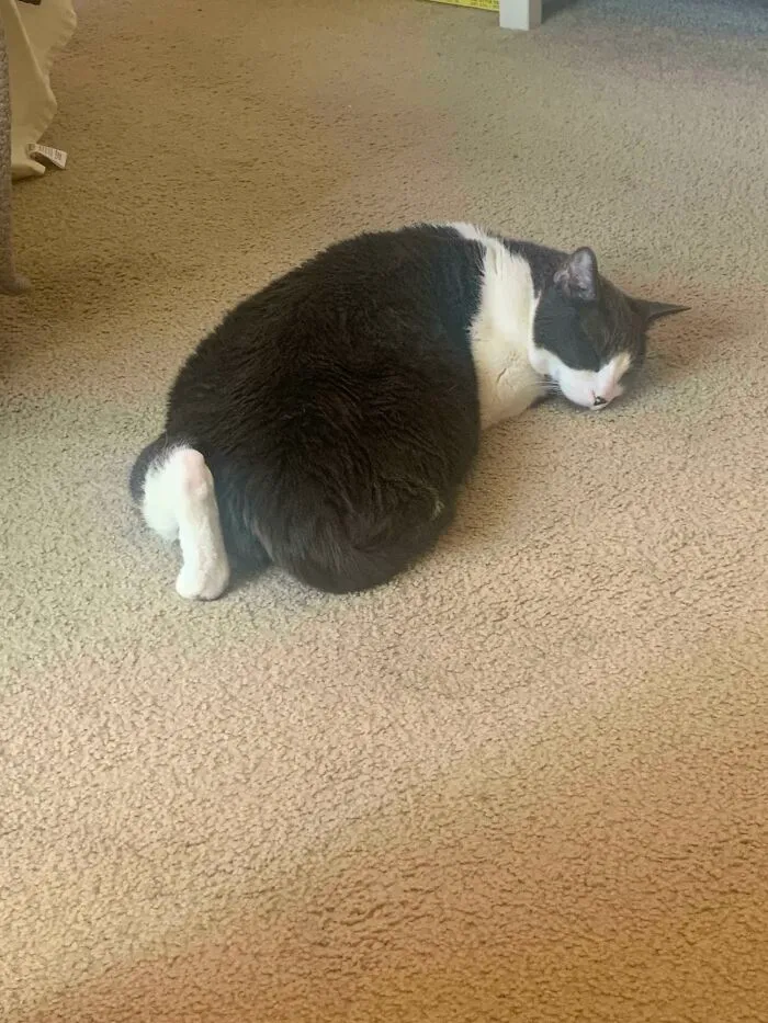 Why He Do That