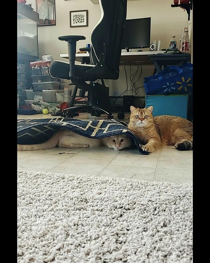 A Rug Bug