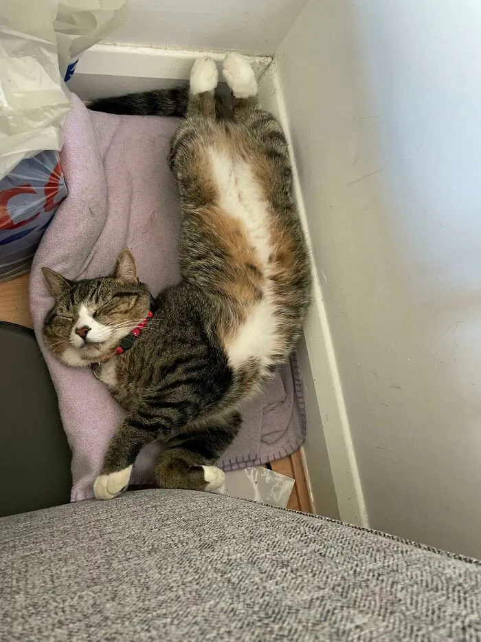 Siesta tras el sofá