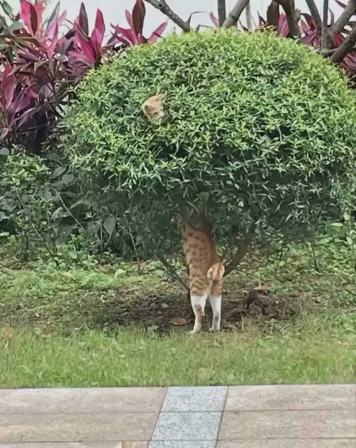 Why Is This Cat So Long???