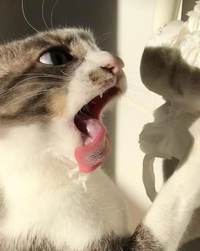 Caught In The Act Of Attacking A Roll Of Toilet Paper
