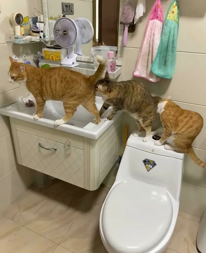 What Are They Doing??!!!