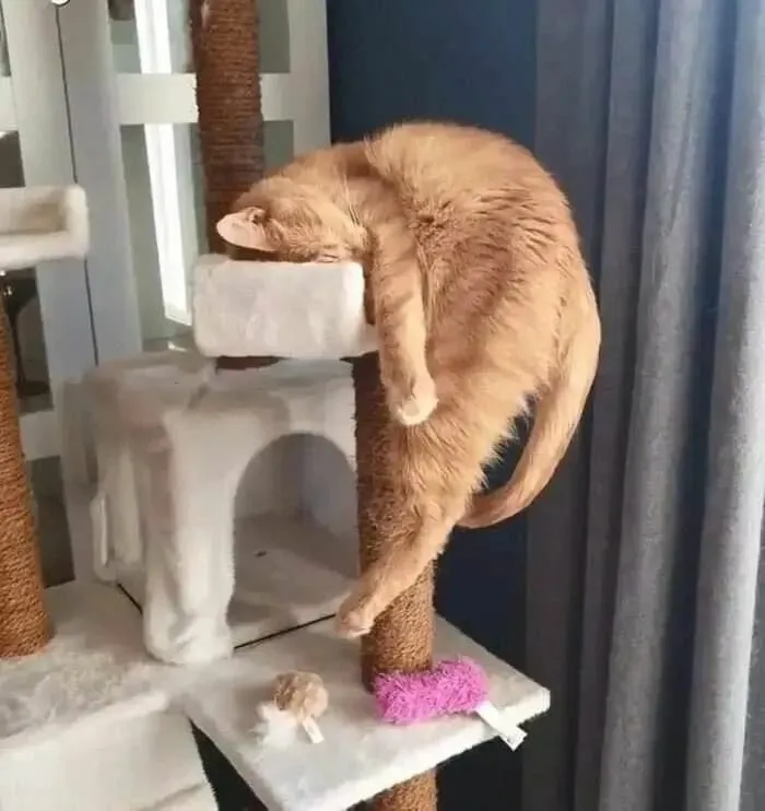Sleepy Cat Is Very Sleepy