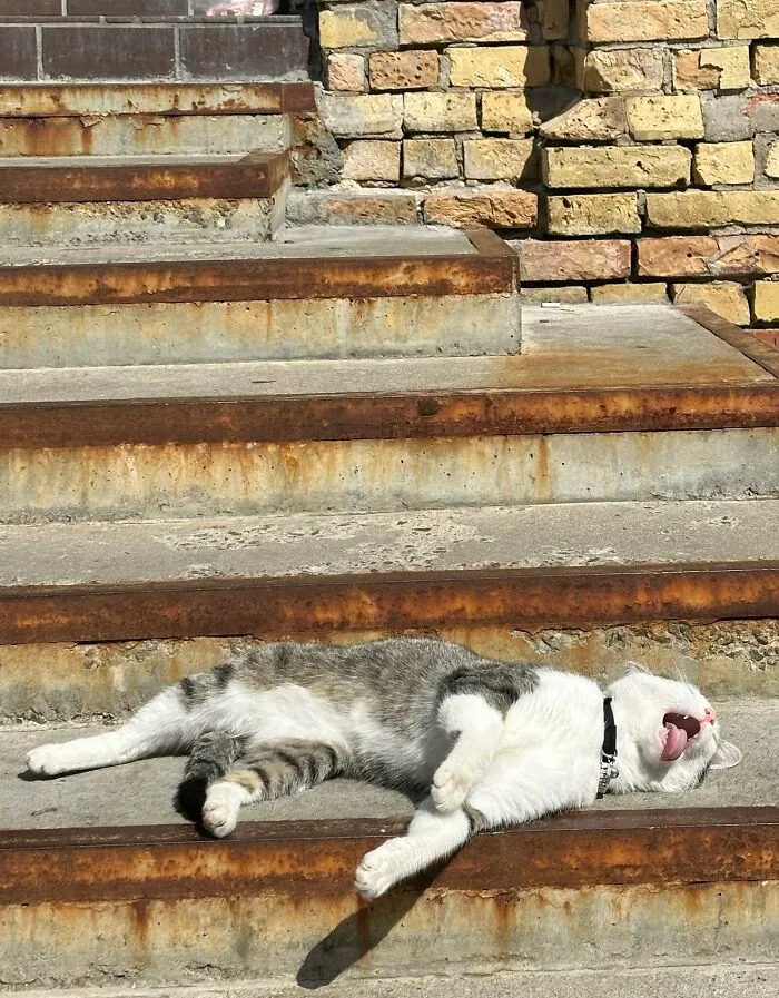 Drama Queen