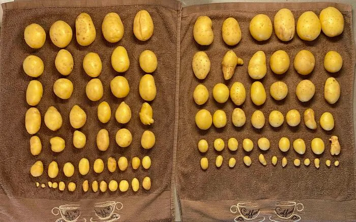 I Grew Some Potatoes In Buckets During The Last Few Months, Then Knolled The Crop From Each Bucket
