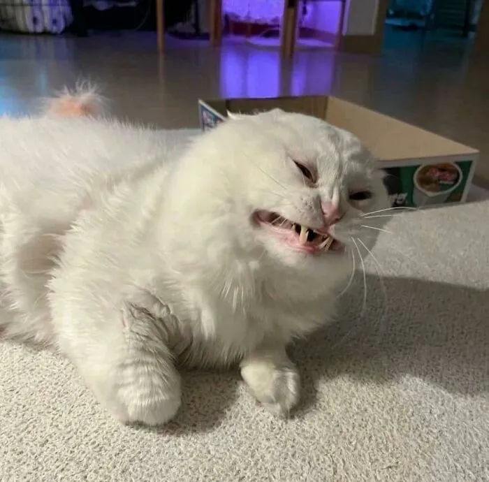 Oh Lawd He Scrungin