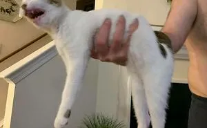 50 'Scrungy' Cats That Were Caught Off Guard