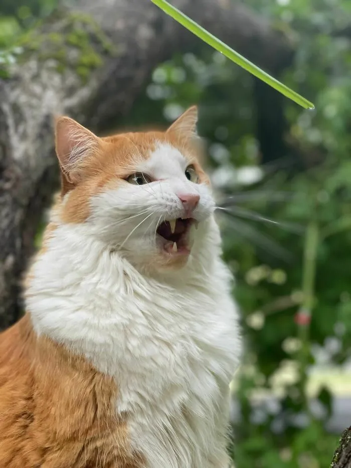 My Dad Took This Picture Of My Cat