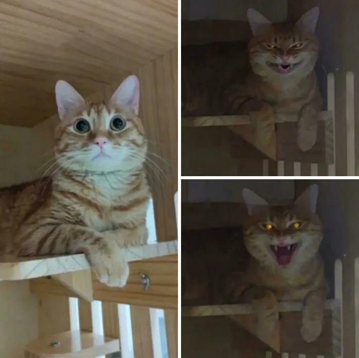 Switch To Cute And Evil