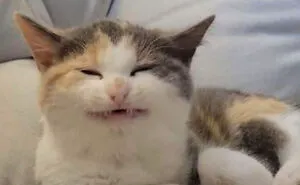 50 'Scrungy' Cats That Were Caught Off Guard