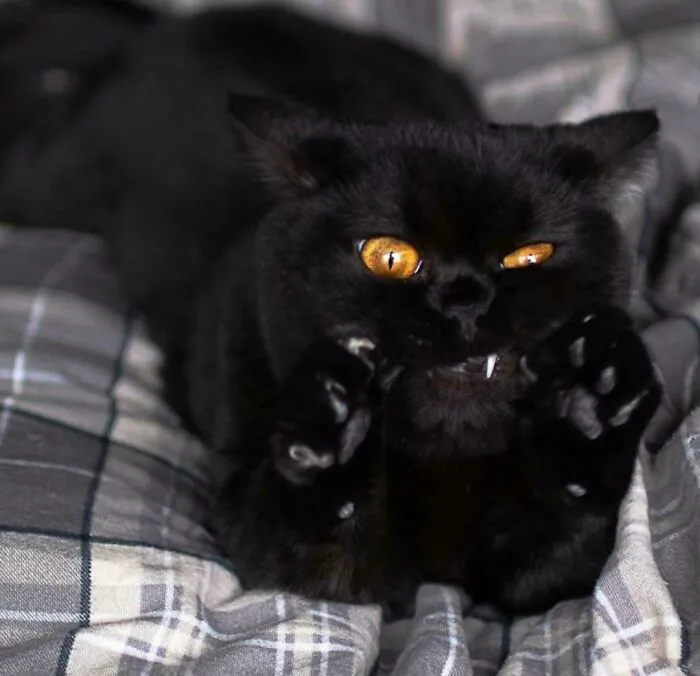Was Told That Kitty Would Be Appreciated Here!