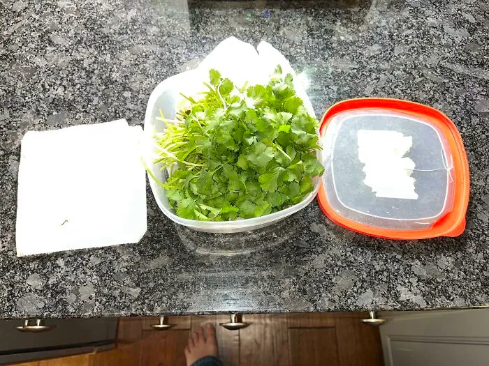 Cilantro tapado por ambos lados con papel de cocina y dentro de un tuper: se mantiene fresco más tiempo
