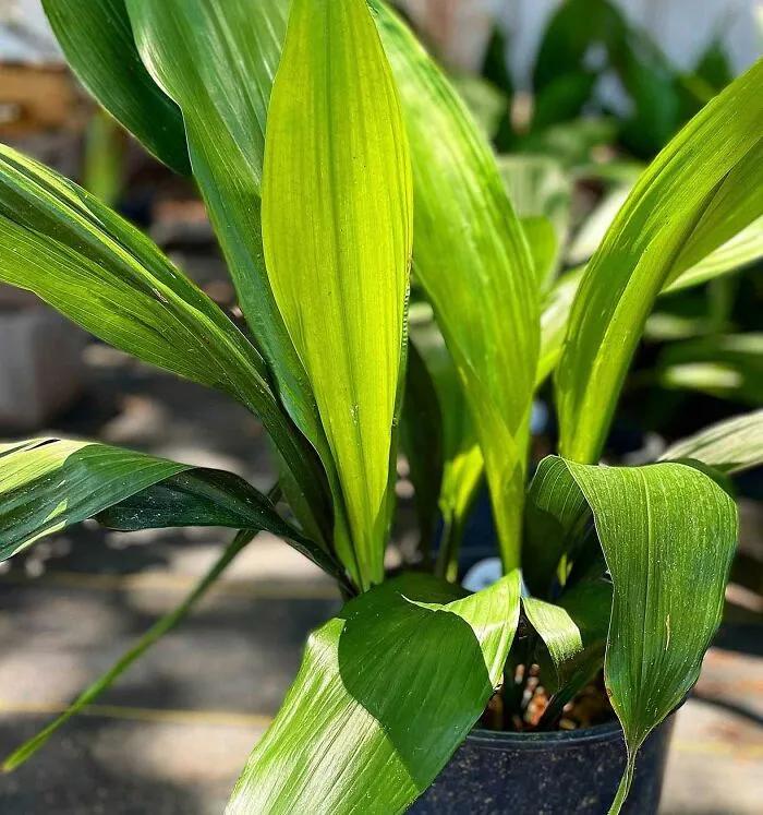 Cast Iron Plant