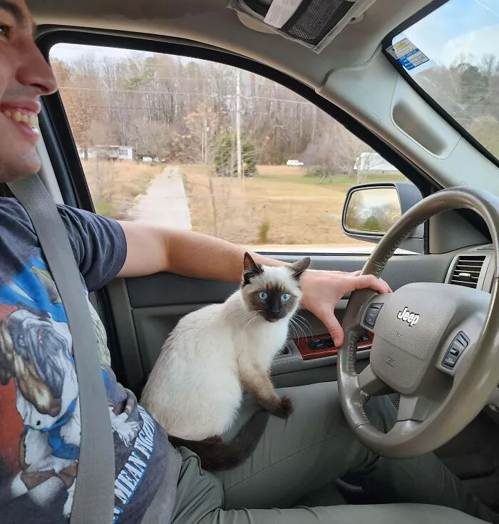 I Found This Stray Cat In The Smokies On Thanksgiving Day