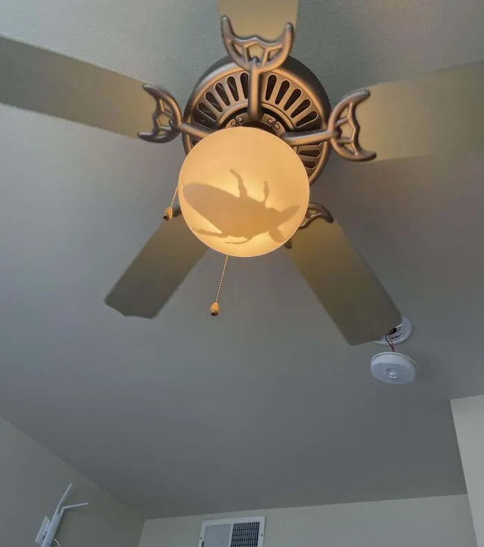 Shadow of a large insect cast on a ceiling fan light, representing nightmare fuel animals feared by non-Australians.
