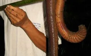 33 Images Of Most Creepy Things People Have Came In Contact In Their Daily Lives