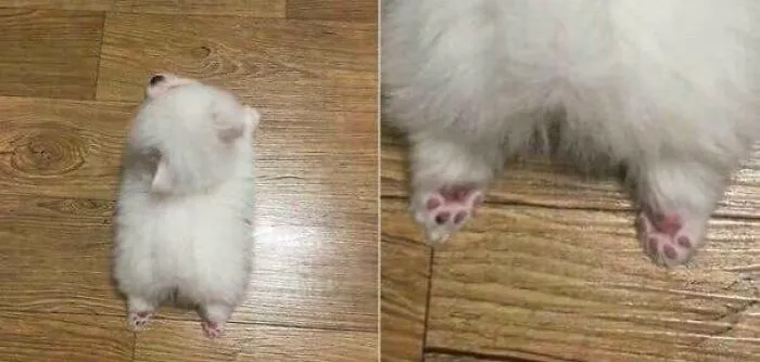 The Tinniest Of Paw Bean Sploots