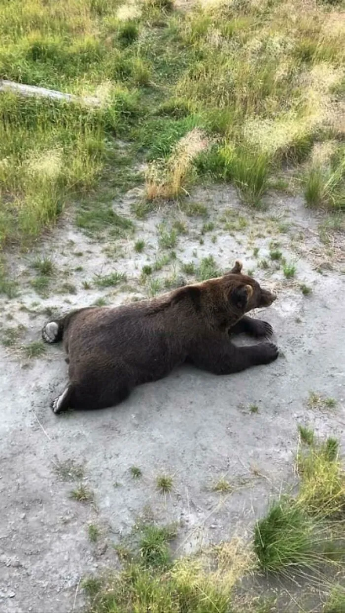 Big Boye Sploot