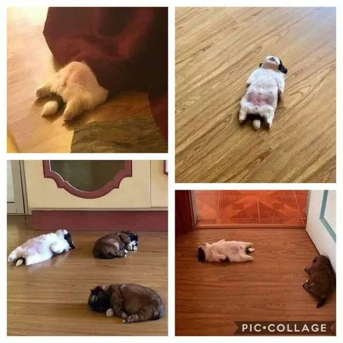 Backwards Sploot