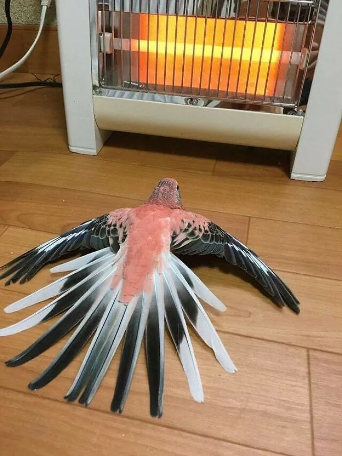 Are Bird Sploots Allowed Here?